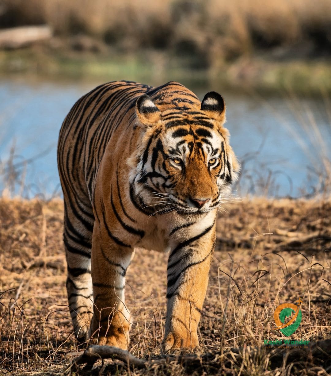 Ranthambore | Tiger